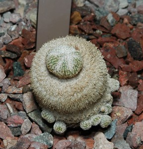 Epithelantha micromeris (foto: Christer Johansson)