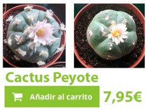 Comp_CactusPeyote