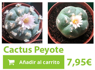 Cactus peyote